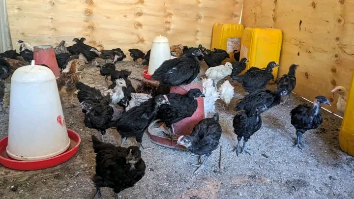 Mafanikio ya Wafugaji Wanaotumia Mbegu Nzuri Kuku wa Kienyeji